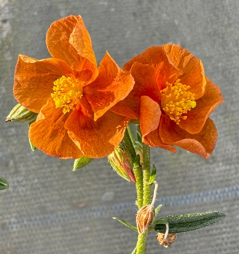 Helianthemum 'Ben Mohr'